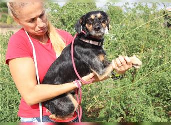 Tuxa, Mix Pinscher / Podengo, lieb und verträglich