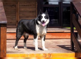 Der blauäugige, hübsche Silver sucht eine Familie