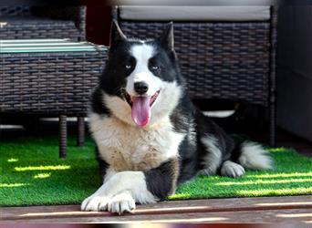 Der blauäugige, hübsche Silver sucht eine Familie