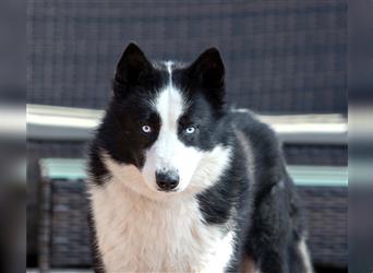 Der blauäugige, hübsche Silver sucht eine Familie