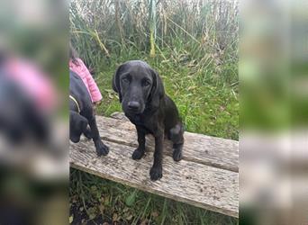 Frau Pink Labrador Rhodesian Ridgeback Mix Hündin kinderlieb abgabebereit