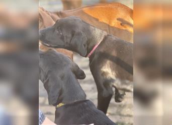 Frau Pink Labrador Rhodesian Ridgeback Mix Hündin kinderlieb abgabebereit