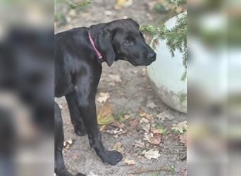 Frau Pink Labrador Rhodesian Ridgeback Mix Hündin kinderlieb abgabebereit