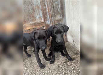 Frau Pink Labrador Rhodesian Ridgeback Mix Hündin kinderlieb abgabebereit