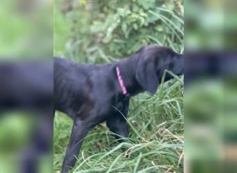 Frau Pink Labrador Rhodesian Ridgeback Mix Hündin kinderlieb abgabebereit