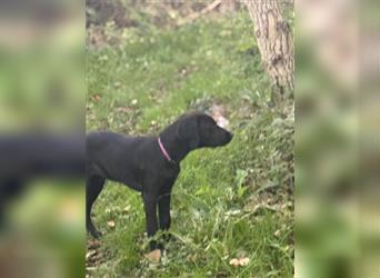 Frau Pink Labrador Rhodesian Ridgeback Mix Hündin kinderlieb abgabebereit