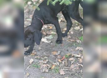 Frau Pink Labrador Rhodesian Ridgeback Mix Hündin abgabebereit