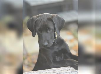 Labrador Rhodesian Ridgeback Hündin kinderlieb abgabebereit