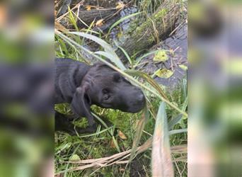 Labrador Rhodesian Ridgeback Hündin kinderlieb abgabebereit