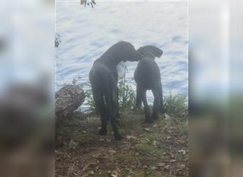 Labrador Rhodesian Ridgeback Hündin kinderlieb abgabebereit