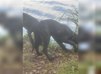 Labrador Rhodesian Ridgeback Hündin kinderlieb abgabebereit