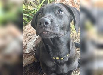 Labrador Rhodesian Ridgeback Hündin kinderlieb abgabebereit