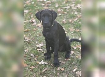 Labrador Rhodesian Ridgeback Hündin kinderlieb abgabebereit