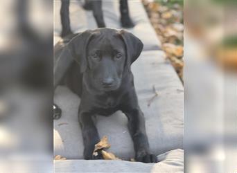 Labrador Rhodesian Ridgeback Hündin kinderlieb abgabebereit