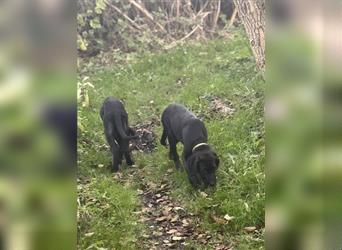 Labrador Rhodesian Ridgeback Hündin kinderlieb abgabebereit