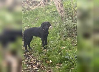 Labrador Rhodesian Ridgeback Hündin kinderlieb abgabebereit