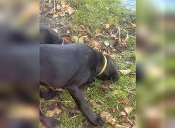 Labrador Rhodesian Ridgeback Hündin kinderlieb abgabebereit