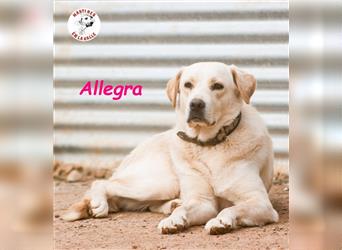 Allegra 04/2021 (ESP) - sanfte und feine, sehr hübsche Labrador Retriever Hündin!