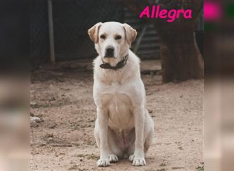 Allegra 04/2021 (ESP) - sanfte und feine, sehr hübsche Labrador Retriever Hündin!