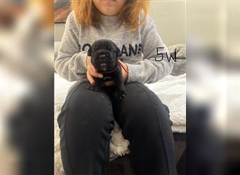 Cane Corso Welpen aus Liebevoller Familie