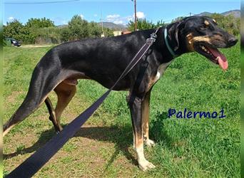 Palermo1 02/2021 (GRC) - sanfter, ruhiger, geselliger und verspielter Griechischer Windhund!