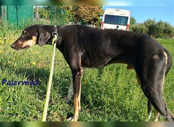 Palermo1 02/2021 (GRC) - sanfter, ruhiger, geselliger und verspielter Griechischer Windhund!