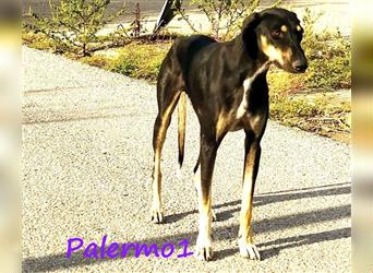 Palermo1 02/2021 (GRC) - sanfter, ruhiger, geselliger und verspielter Griechischer Windhund!