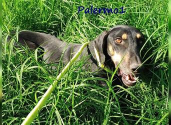 Palermo1 02/2021 (GRC) - sanfter, ruhiger, geselliger und verspielter Griechischer Windhund!