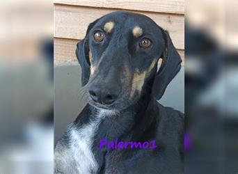 Palermo1 02/2021 (GRC) - sanfter, ruhiger, geselliger und verspielter Griechischer Windhund!