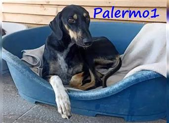 Palermo1 02/2021 (GRC) - sanfter, ruhiger, geselliger und verspielter Griechischer Windhund!