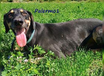 Palermo1 02/2021 (GRC) - sanfter, ruhiger, geselliger und verspielter Griechischer Windhund!