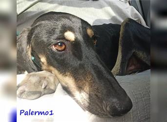 Palermo1 02/2021 (GRC) - sanfter, ruhiger, geselliger und verspielter Griechischer Windhund!