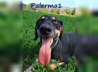 Palermo1 02/2021 (GRC) - sanfter, ruhiger, geselliger und verspielter Griechischer Windhund!