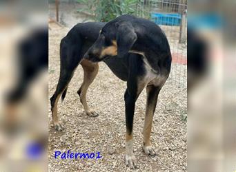 Palermo1 02/2021 (GRC) - sanfter, ruhiger, geselliger und verspielter Griechischer Windhund!