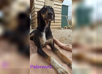 Palermo1 02/2021 (GRC) - sanfter, ruhiger, geselliger und verspielter Griechischer Windhund!