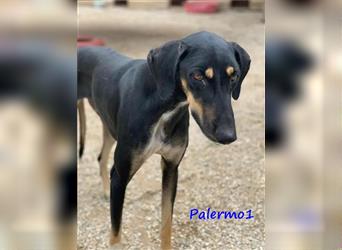 Palermo1 02/2021 (GRC) - sanfter, ruhiger, geselliger und verspielter Griechischer Windhund!