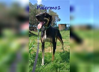 Palermo1 02/2021 (GRC) - sanfter, ruhiger, geselliger und verspielter Griechischer Windhund!