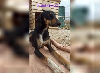 Palermo1 02/2021 (GRC) - sanfter, ruhiger, geselliger und verspielter Griechischer Windhund!