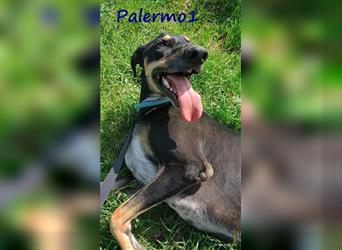 Palermo1 02/2021 (GRC) - sanfter, ruhiger, geselliger und verspielter Griechischer Windhund!