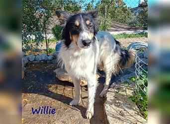 Willie 03/2022 (ESP) - verschmuster und cleverer, hübscher Border-Collie!