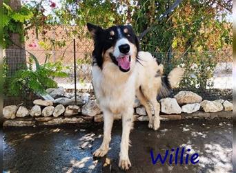 Willie 03/2022 (ESP) - verschmuster und cleverer, hübscher Border-Collie!