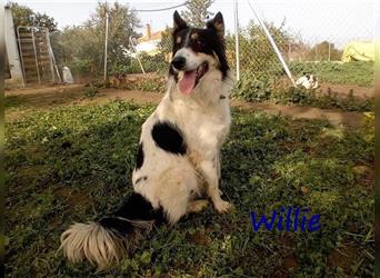 Willie 03/2022 (ESP) - verschmuster und cleverer, hübscher Border-Collie!