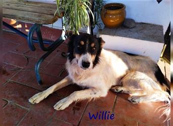 Willie 03/2022 (ESP) - verschmuster und cleverer, hübscher Border-Collie!