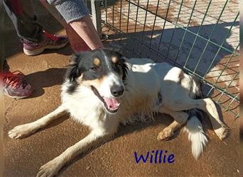 Willie 03/2022 (ESP) - verschmuster und cleverer, hübscher Border-Collie!