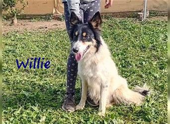 Willie 03/2022 (ESP) - verschmuster und cleverer, hübscher Border-Collie!