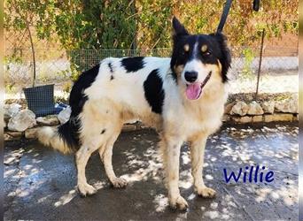 Willie 03/2022 (ESP) - verschmuster und cleverer, hübscher Border-Collie!