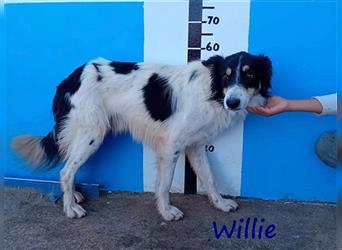 Willie 03/2022 (ESP) - verschmuster und cleverer, hübscher Border-Collie!