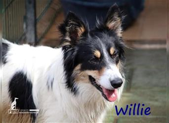 Willie 03/2022 (ESP) - verschmuster und cleverer, hübscher Border-Collie!