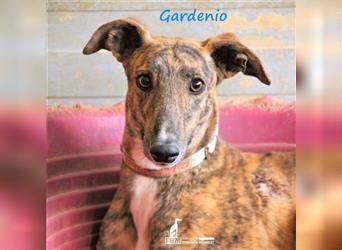 Gardenio 03/2021 (ESP) - traumhafter, verschmuster und sozialer Galgo!