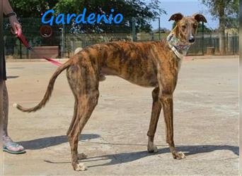 Gardenio 03/2021 (ESP) - traumhafter, verschmuster und sozialer Galgo!